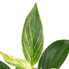 PHILODENDRON BIRKIN P12