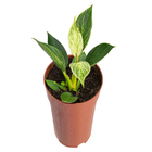 PHILODENDRON BIRKIN P12