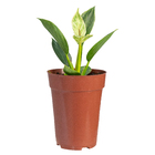 PHILODENDRON BIRKIN P12