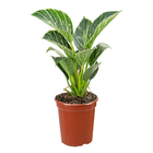 PHILODENDRON BIRKIN P15