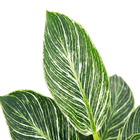 PHILODENDRON BIRKIN P15