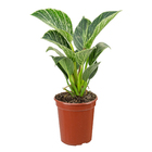 PHILODENDRON BIRKIN P15