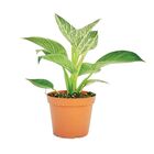 PHILODENDRON BIRKIN P15