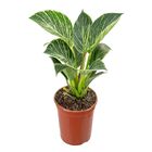 PHILODENDRON BIRKIN P17