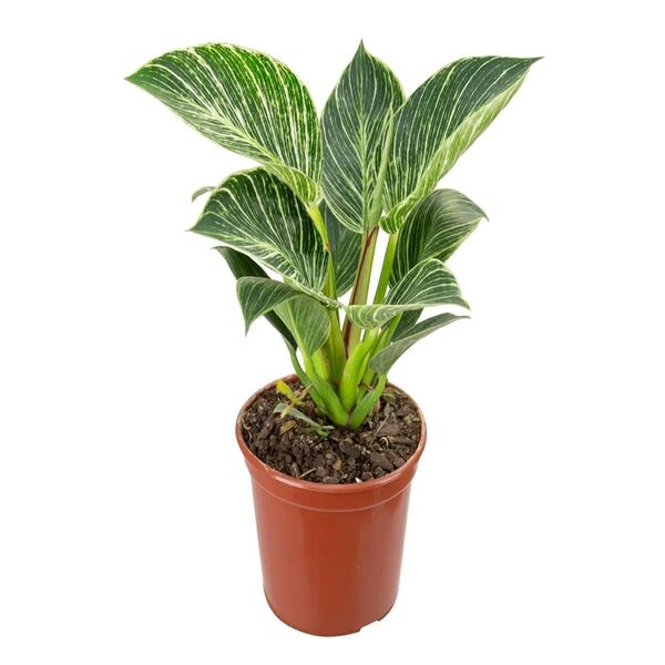 PHILODENDRON BIRKIN P17