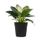PHILODENDRON BIRKIN P20