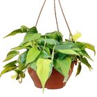 PHILODENDRON BRASIL C21