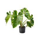 Philodendron Undulatun Médio Planta Natural