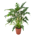 Philodendron Xanadu P23