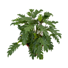 Philodendron Xanadu Pote 30