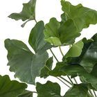 Philodendrro Undulatum G Pt80