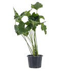 Philodendrro Undulatum G Pt80