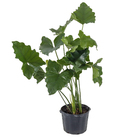 Philodendrro Undulatum G Pt80