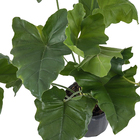 Philodendrro Undulatum G Pt80