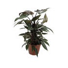 Philodendrum Rubro Pote 30
