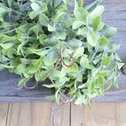 Pick Peperomia Em Plástico Brilliance 20cm Verde