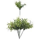 Pick Peperomia Em Plástico Brilliance 20cm Verde