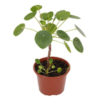 Pilea Peperomioides Pote 14