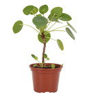Pilea Peperomioides Pote 14