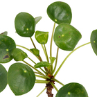 Pilea Peperomioides Pote 14