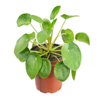 Pilea Peperomioides Pote 14