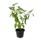 Pimenta Dedo De Moca P14