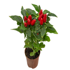 Pimenta Ornamental Pote 06