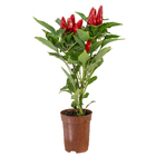 Pimenta Ornamental Pote 06