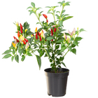 Pimenta Ornamental Pote 11