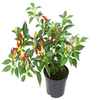 Pimenta Ornamental Pote 11