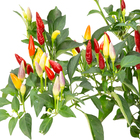 Pimenta Ornamental Pote 11