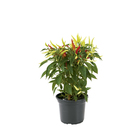 Pimenta Ornamental Pote 14