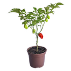 Pimenta Premium PT20 Afonso