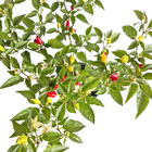 Pimenta PT14 Afonso