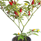 Pimenta PT14 Afonso
