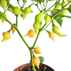 Pimenta PT14 Afonso