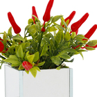 Pimenta Vaso Espelhado 6cm