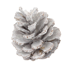 Pinhas Decorativas Fibra Natural Branco e Marrom 8cm Cromus