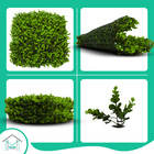 Placa De Buchinho 50x50 Misto Com Proteção Uv - Grama Artific