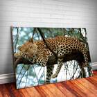 Placa Decorativa Animais 09 Onça Pintada Mdf 30x45cm