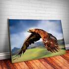 Placa Decorativa Animais 10 Águia Mdf 30x45cm