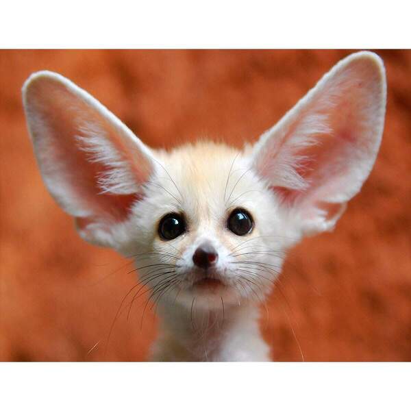 Placa Decorativa Animais 31 Cachorrinho Mdf 20x30cm