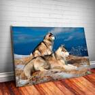 Placa Decorativa Animais 38 Husky Siberiano Mdf 20x30cm