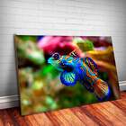 Placa Decorativa Animais 46 Peixe Mdf 30x45cm