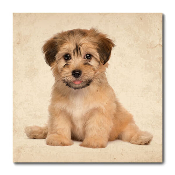 Placa Decorativa - Cachorro - 1270plmk