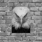 Placa Decorativa Fotografia Águia 18x27cm