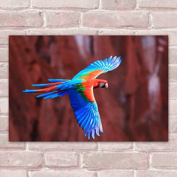 Placa Decorativas Animais 93 Arara Mdf 30x45cm