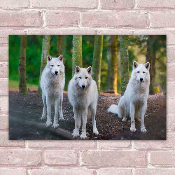 Placa Decorativas Animais 97 Lobos Mdf 30x45cm