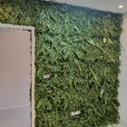 Placa Para Jardim Vertical Desidratado Natural Variado 50x50