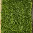 Placa Parede Verde Samambaia Muro Inglês Kit 12 Unid